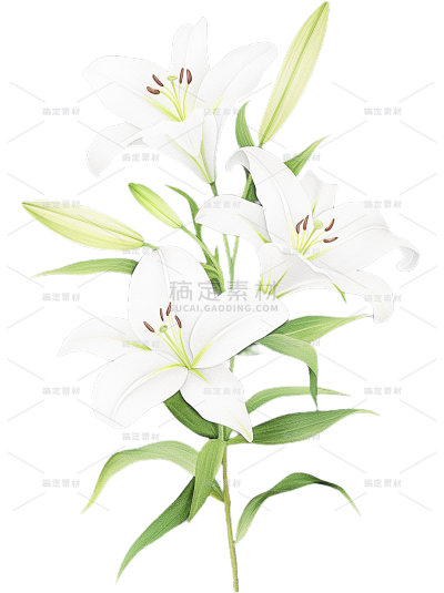 植物系列清新感插画风百合花元素