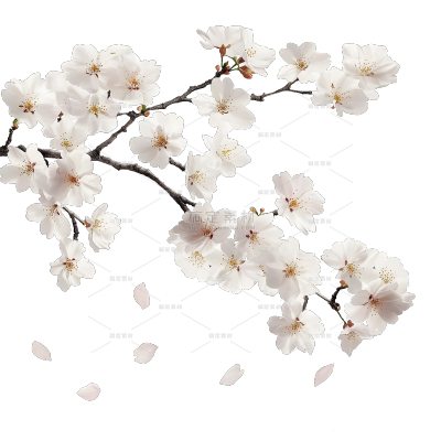 植物系列写实风樱花花枝边框元素
