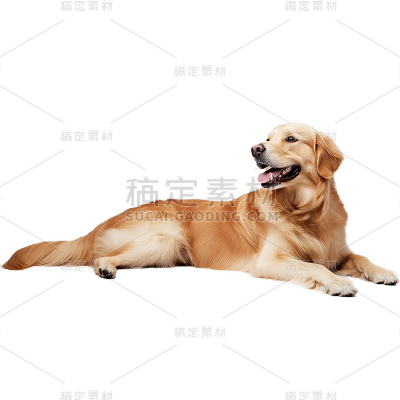 动物系列通用写实金毛动物贴纸