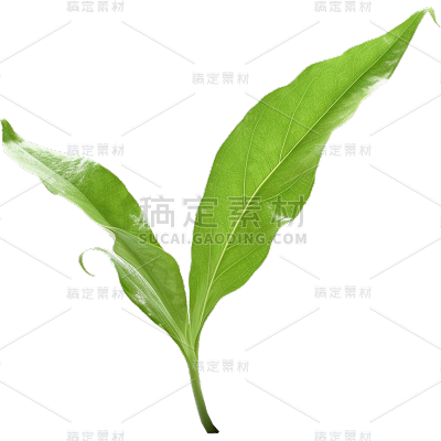 通用绿色树叶植物叶子元素贴纸