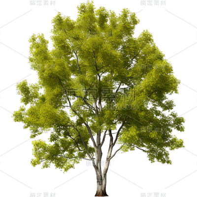 通用实景树木绿色植物元素