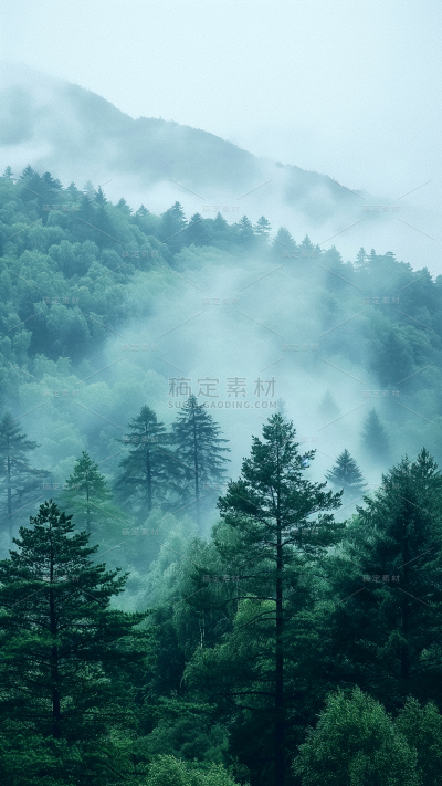 风光通用实景森林云雾背景图片素材