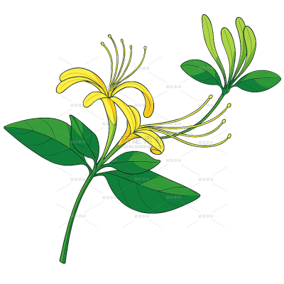 植物系列插画风花卉（td）