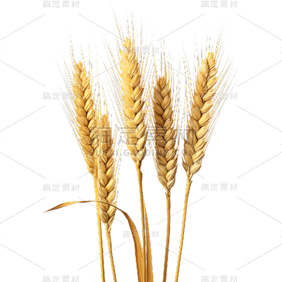 植物通用金黄色实景麦穗元素素材