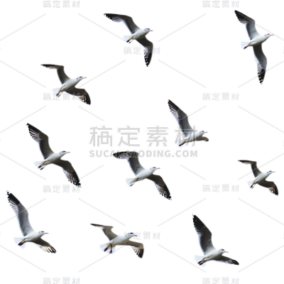 动物系列写实一群鸟
