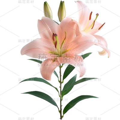 植物通用实景百合花花朵元素素材