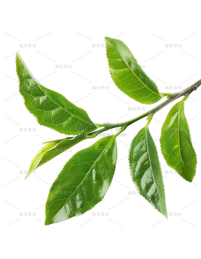植物系列实景感绿叶叶芽