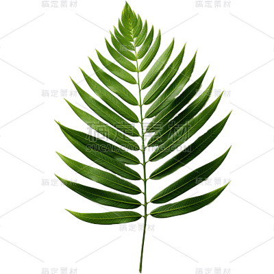 植物绿叶叶子