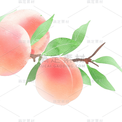 果蔬系列-通用-桃枝/桃花和桃子插画贴纸