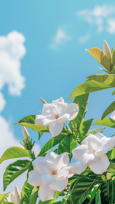 植物系列写实蓝天下特写茉莉花枝元素