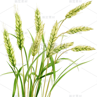 植物通用绿色插画麦穗元素素材
