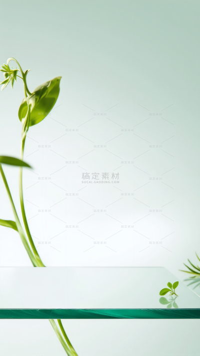 常规背景系列简约风绿植玻璃展台背景