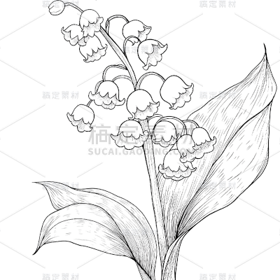 常规系列通用插画线条鲜花元素素材