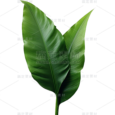 绿色植物叶子树叶装饰元素