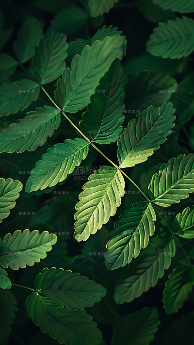 植物通用实景平铺树叶背景场景图片素材