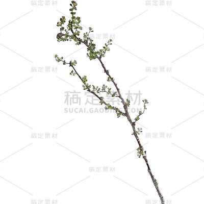 植物通用实景细树枝元素素材