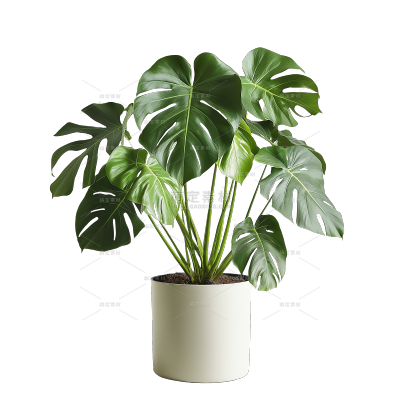 植物系列写实一盆植物元素