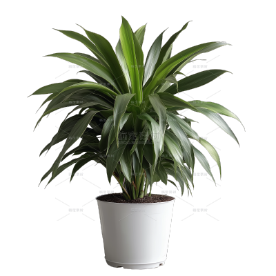 植物系列写实一盆植物元素