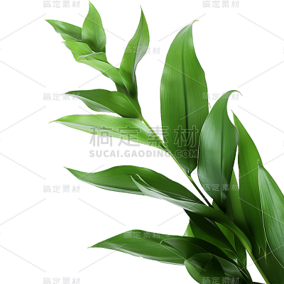 绿色植物叶子树叶装饰元素