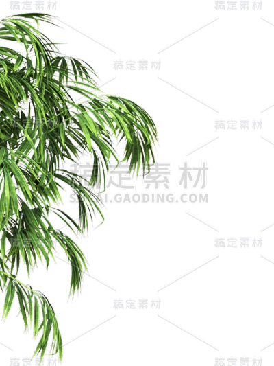 绿色叶子植物树叶