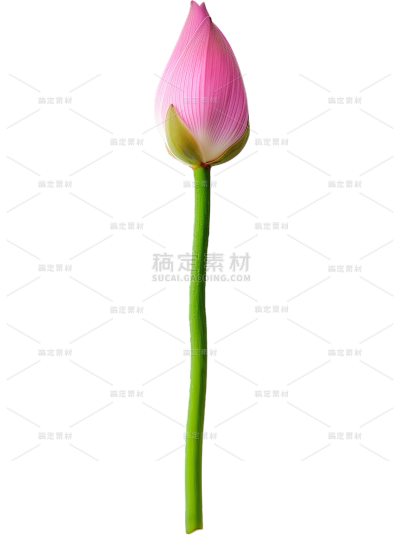  植物系列 写实荷花花苞元素 