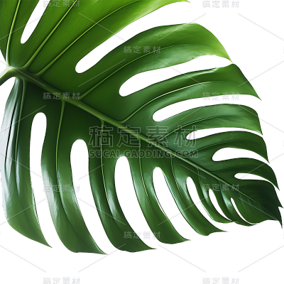 绿色植物叶子树叶装饰元素