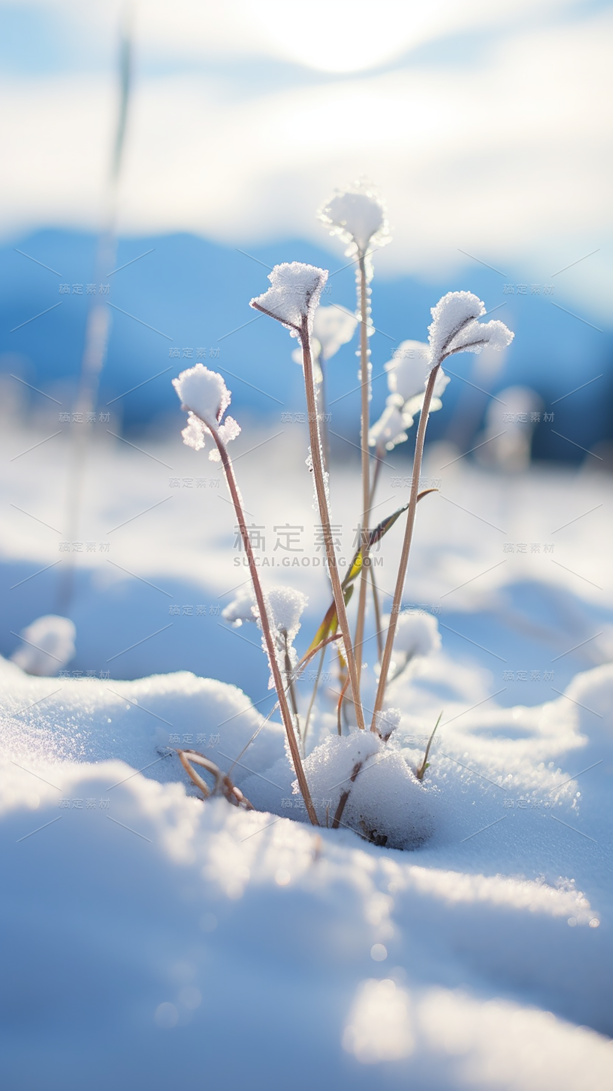 冬天冬季冬日雪景风景植物背景