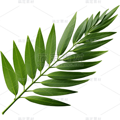 植物绿叶叶子