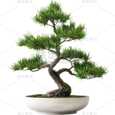 植物实景松树盆栽元素素材