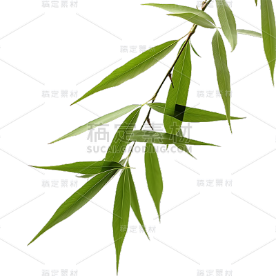 绿色树叶静态贴纸