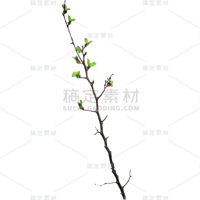 植物通用实景细树枝元素素材