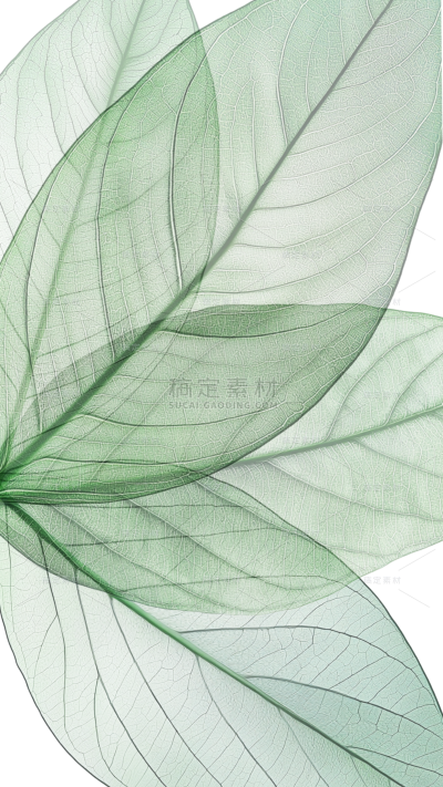 植物系列写实树叶机理脉络图