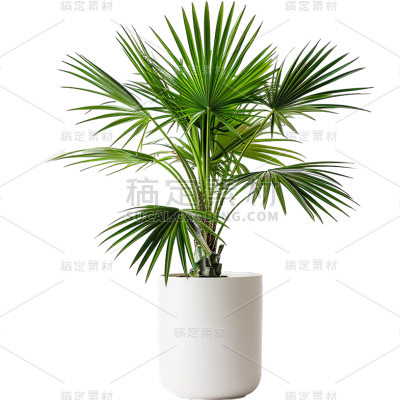 植物通用实景盆栽绿植元素素材