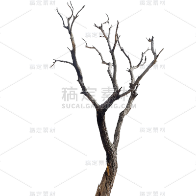 植物通用实景枯树枝元素素材