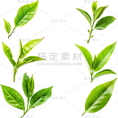 2403CZSC-植物AI（内部）-通用（无策划）实景茶叶芽AI套系动物/植物贴纸（内部）