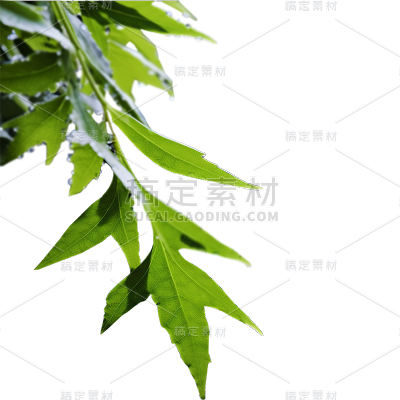 通用绿色树叶植物叶子元素贴纸
