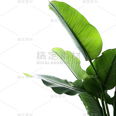 绿色植物叶子树叶装饰元素