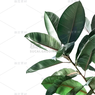 植物通用实景半边植物元素素材