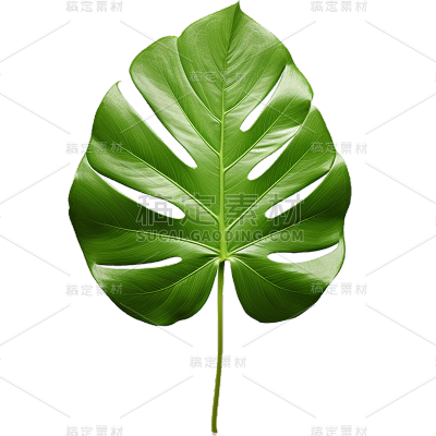 通用绿色植物叶子元素贴纸