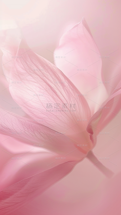 背景通用粉色花朵花瓣特写背景图片素材