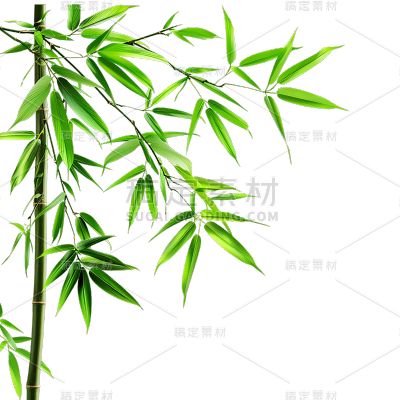 植物通用实景竹叶特写元素素材