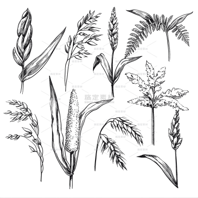 植物系列手绘风黑色线条肌理感水稻麦穗插画元素（td）