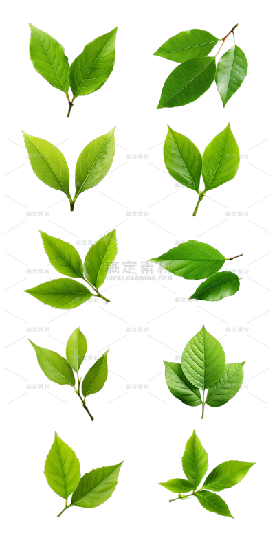 2309SC-素材组合-树叶贴纸-小叶子