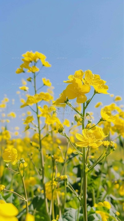 植物实景清新油菜花鲜花背景场景图片素材