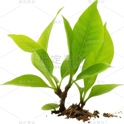 绿色树叶静态贴纸