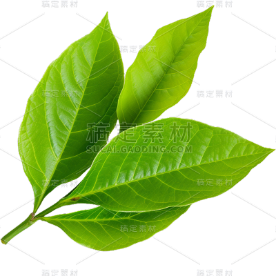 通用绿色树叶植物叶子元素贴纸