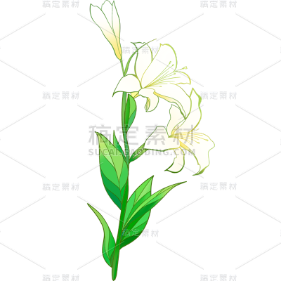常规通用插画描边花朵元素