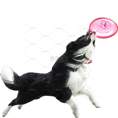 小红书猫咪狗狗动物爆款meme贴纸