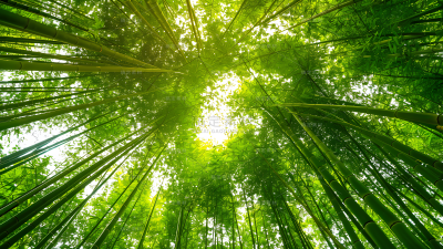 植物通用实景仰视竹林背景场景图片素材