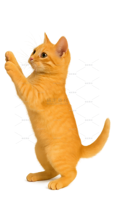动物系列写实感小猫站立（td）